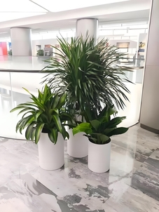 宁波北仑植物租摆，让空间瞬间充满生机与活力